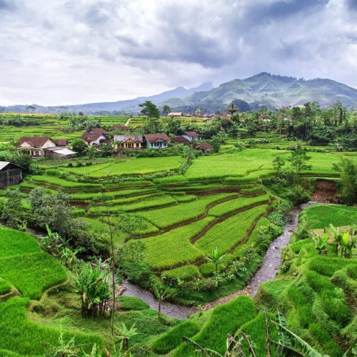 Terraced Rice Fields In Java Indonesia HD Desktop Background